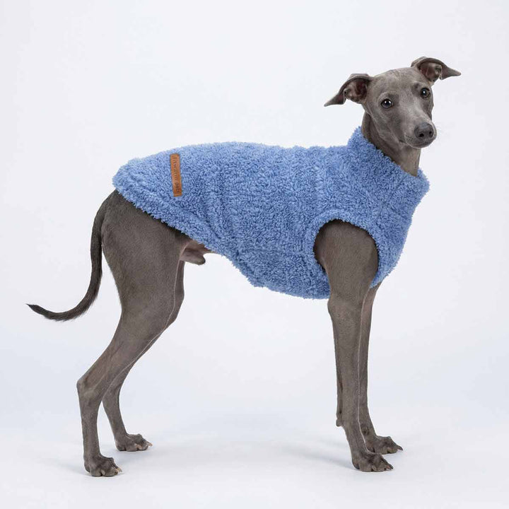 Italian Greyhound in a cozy winter dog fleece sweater