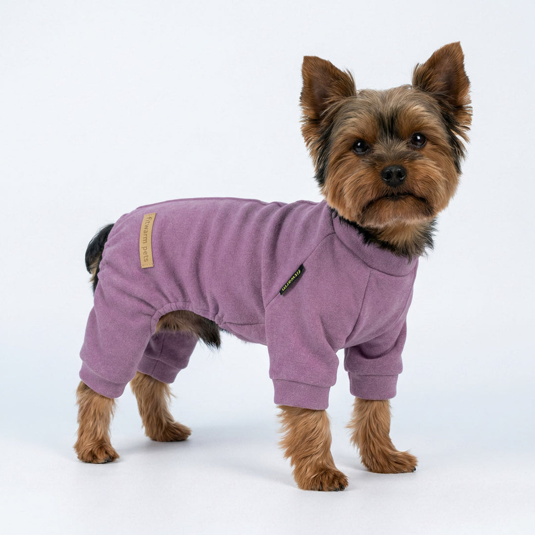 Deep purple dog pjs on a small Yorkie