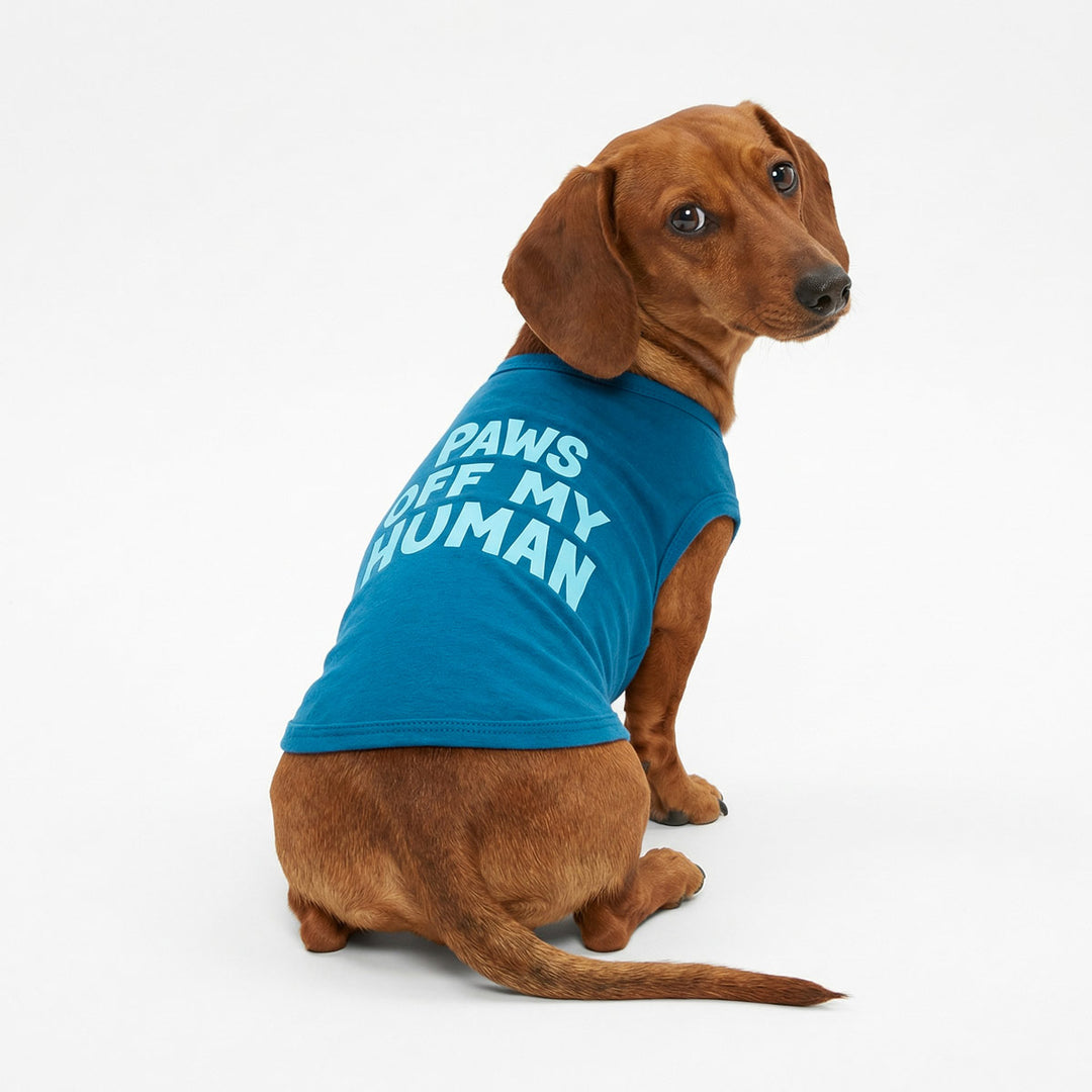 Dachshund looks back in a blue dog shirt with 'Paws off My Human' lettering