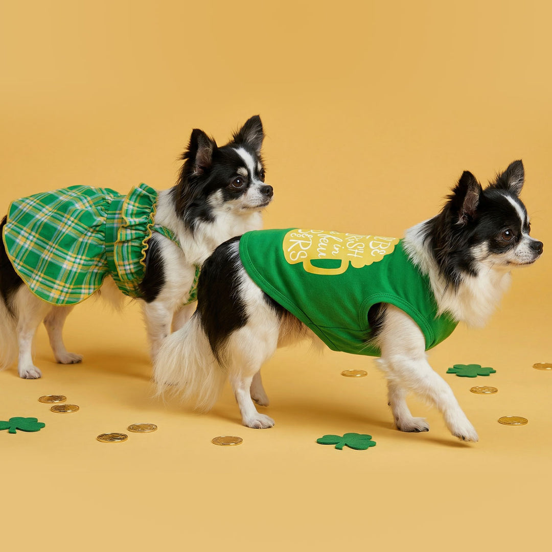 Small dogs in green dog shirt and plaid dog dress for St. Patrick's Day