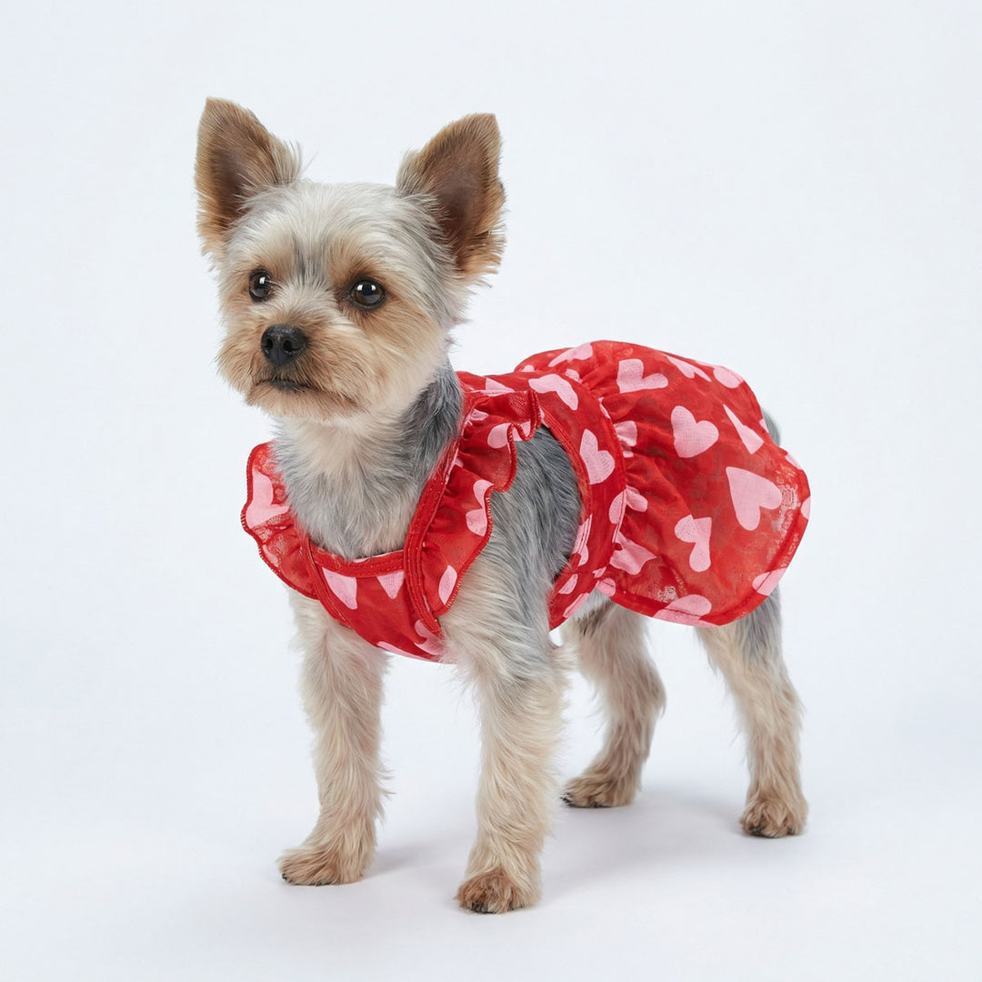 Small dog wearing a red dog Valentine dress with heart patterns on a white background
