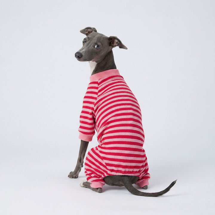 Dog modeling pink and white striped pajamas for dogs with snug full body design