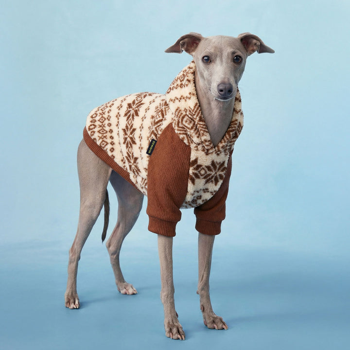 Italian greyhound wearing a fleece dog sweatshirt on a blue background