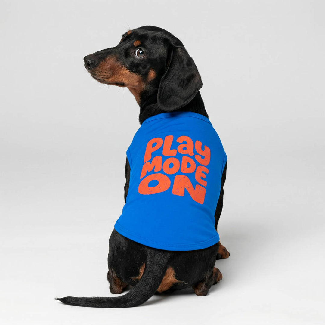 Dachshund looks back with a blue dog tank top with 'play mode on' lettering