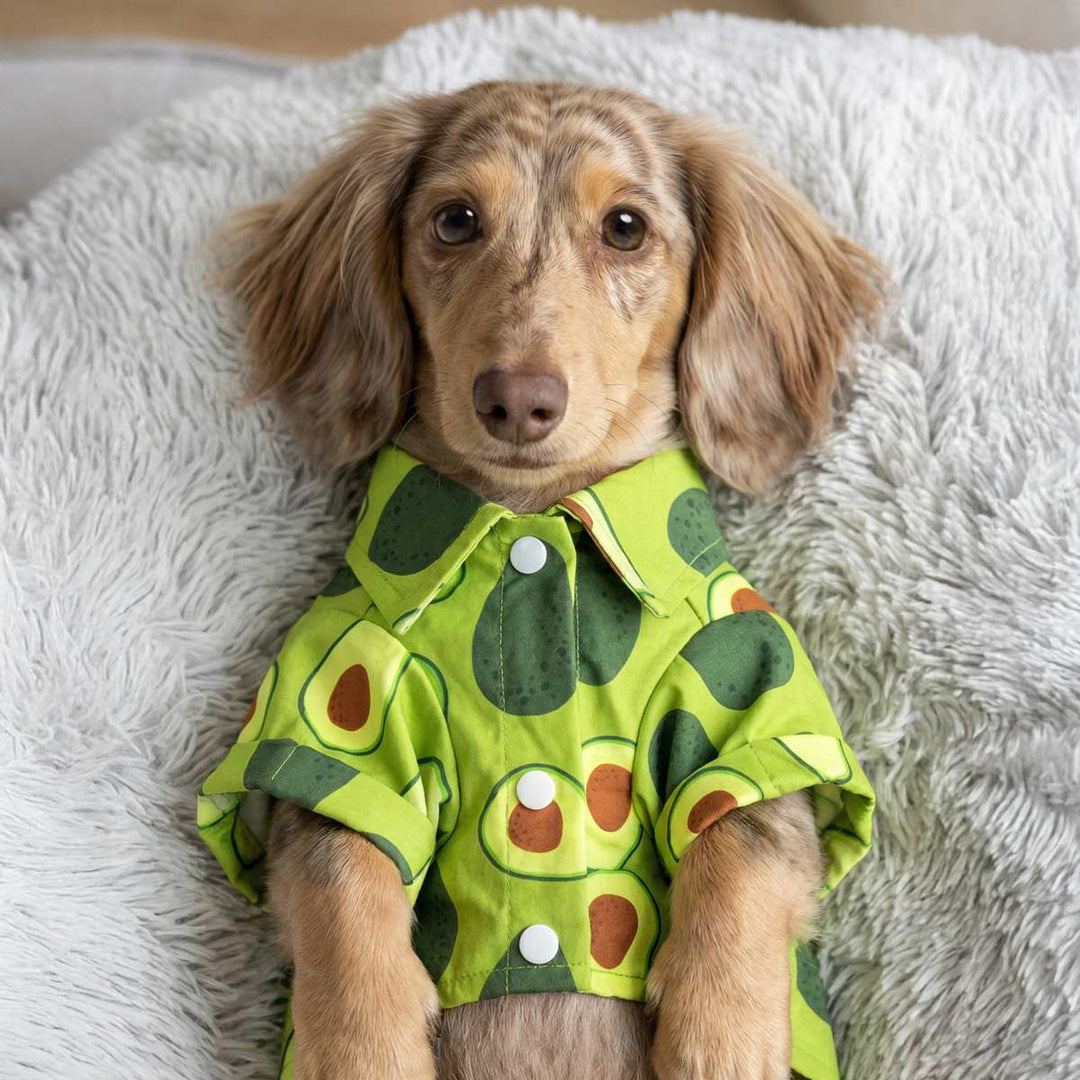 Small dachshund wearing a green avocado print dog shirt, lying on a soft plush cushion indoors