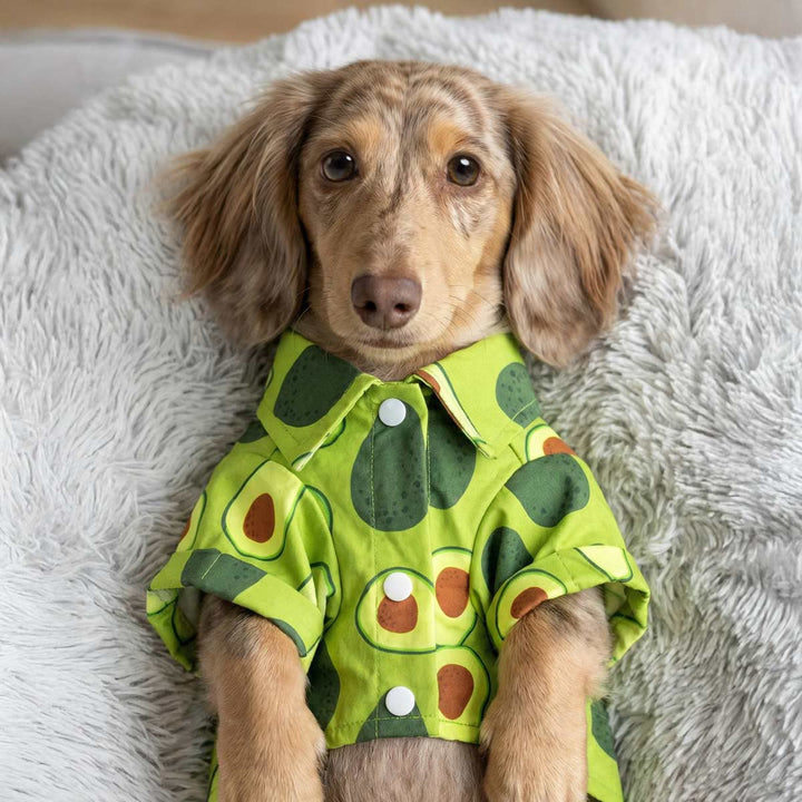 Small dachshund wearing a green avocado print dog shirt, lying on a soft plush cushion indoors