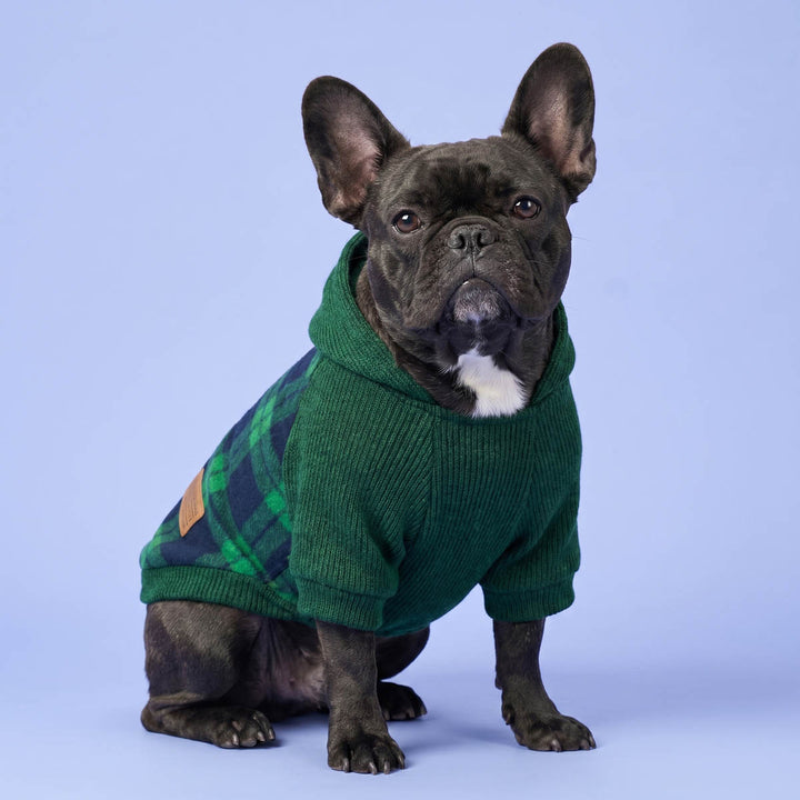 Black French Bulldog wearing a green dog knit hoodie with a green and black plaid side panel, sitting against a solid light blue background