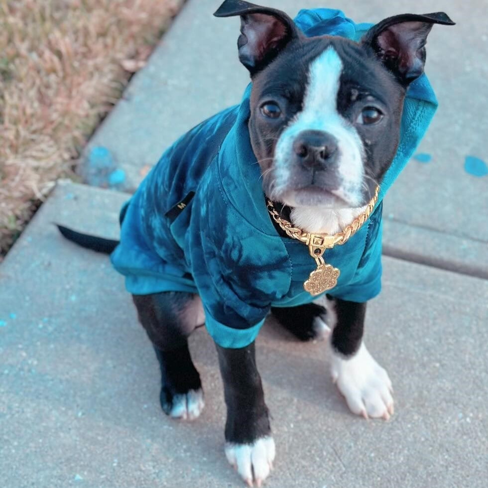 Boston Terrier Hoodie - Boston Terrier Clothes - Fitwarm