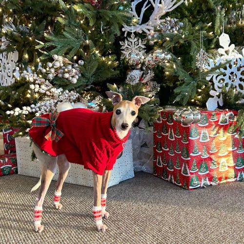 Dog Christmas Sweater Dress - Italian Greyhound Sweaters - Fitwarm