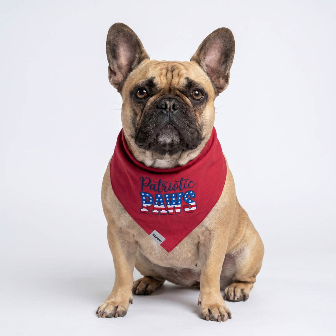 French Bulldog sitting in a white background with a patriotic paws dog bandana
