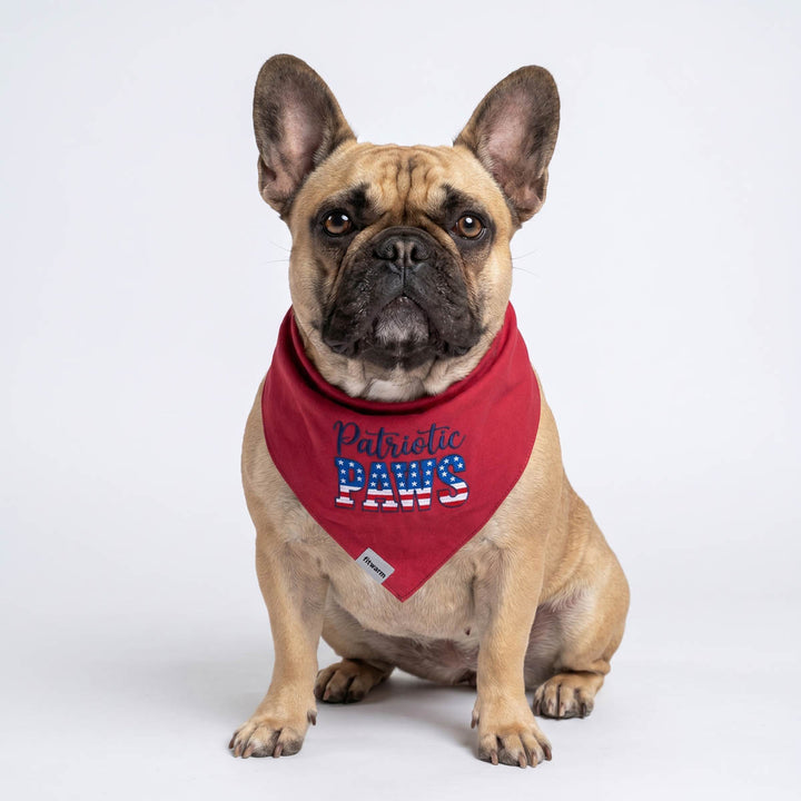 French Bulldog sitting in a white background with a patriotic paws dog bandana