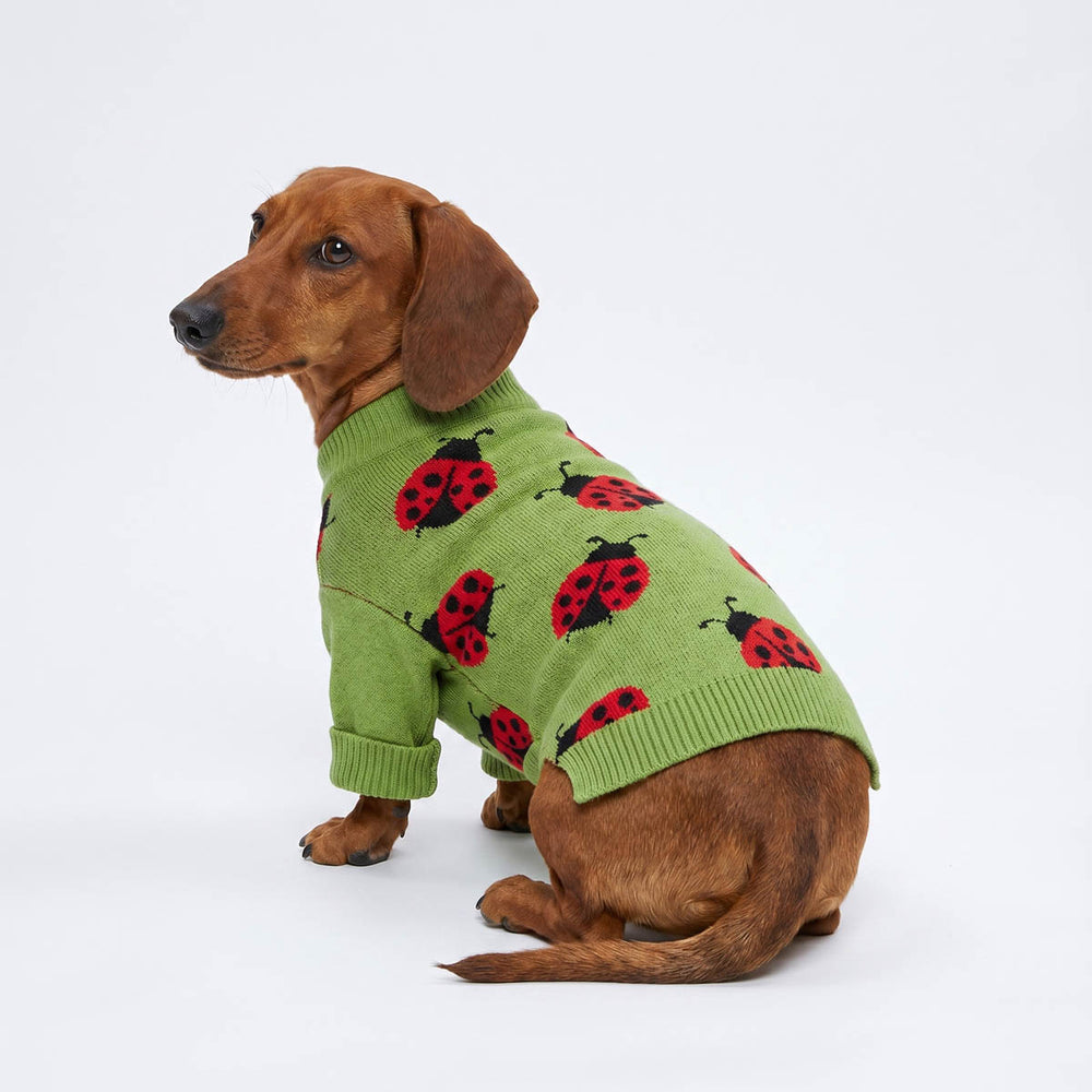 Dachshund sitting on a white background with a ladybug sweater for dogs