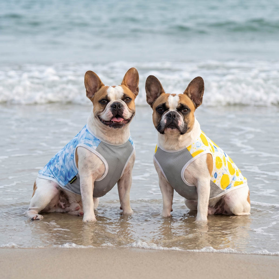 Two French Bulldog sitting on the beach with 2 pack summer dog sun protection shirt