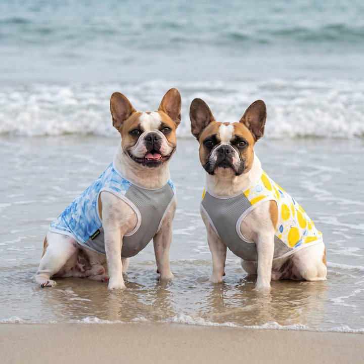 Two French Bulldog sitting on the beach with 2 pack summer dog sun protection shirt