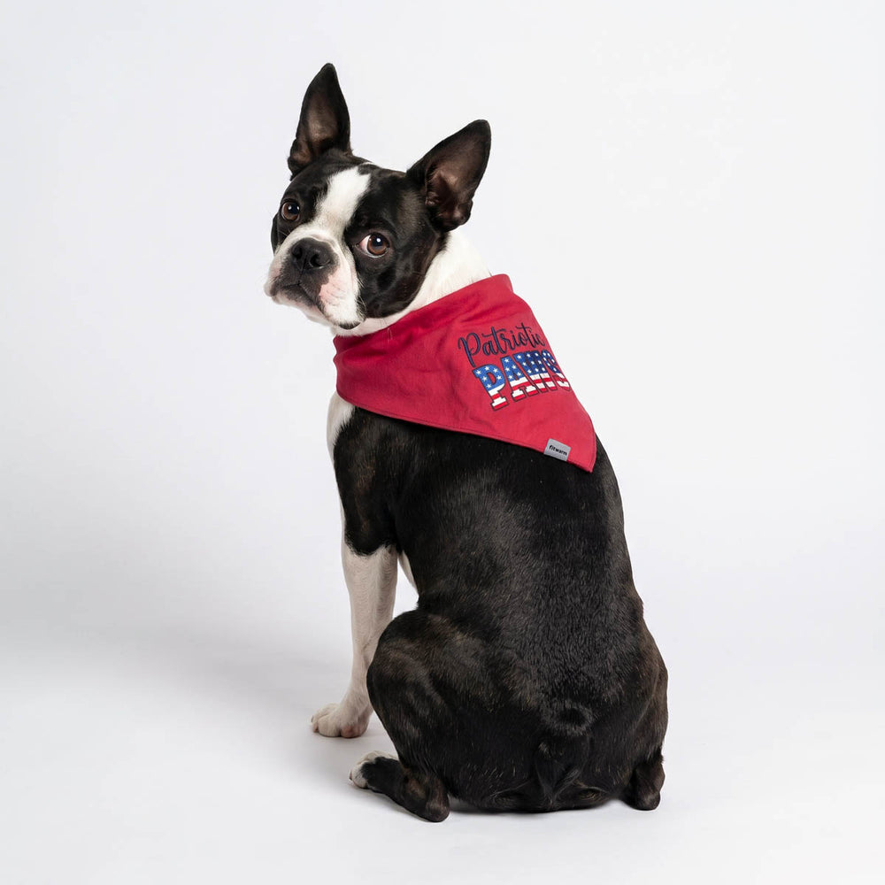 Boston Terrier looks back with a 4th of July dog bandana