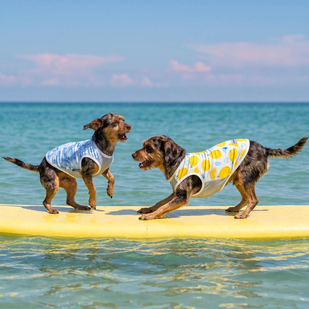 Two dogs on a yellow surfboard in the ocean with UPF 50+ dog sun shirt