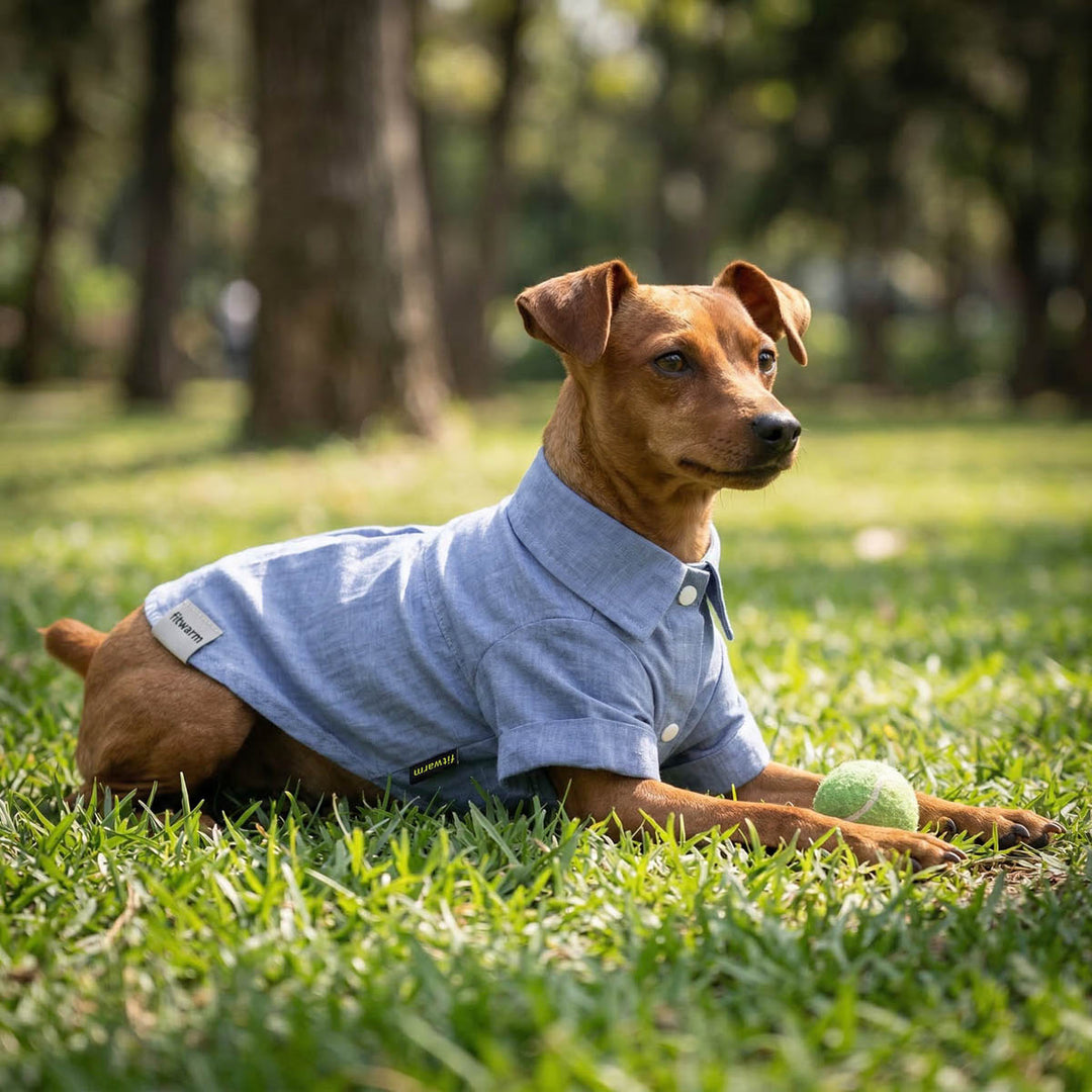 Dog wearing a blue shirt for dogs lying on grass with a tennis ball