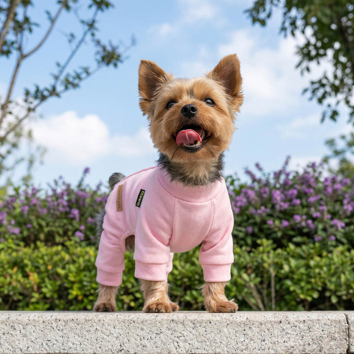 Small Yokrie standing outdoors on a stone ledge, wearing a pink dog fleece pajamas