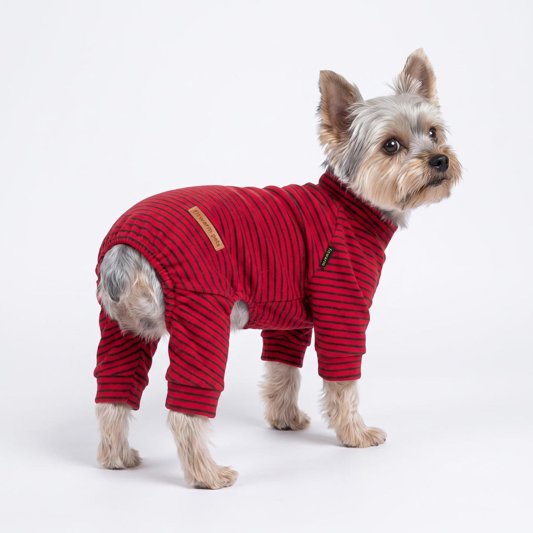 Yorkie wearing a dog striped pajamas and standing on a white background