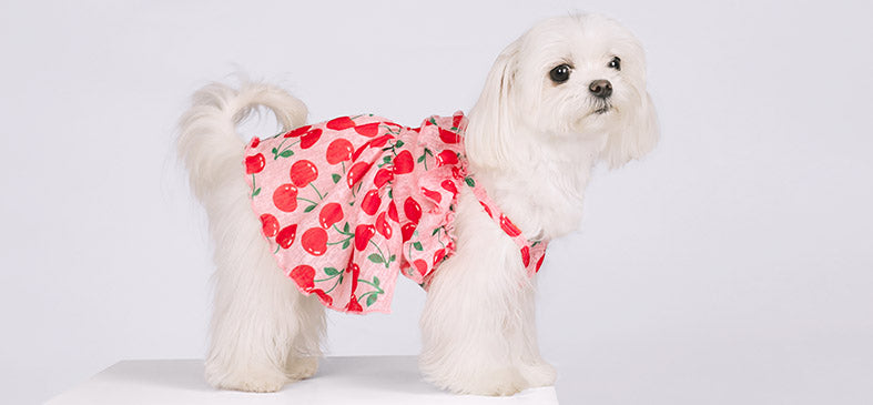 Cute Maltese Dog in Dresses with Cherry Prints - Fitwarm Dog Dress