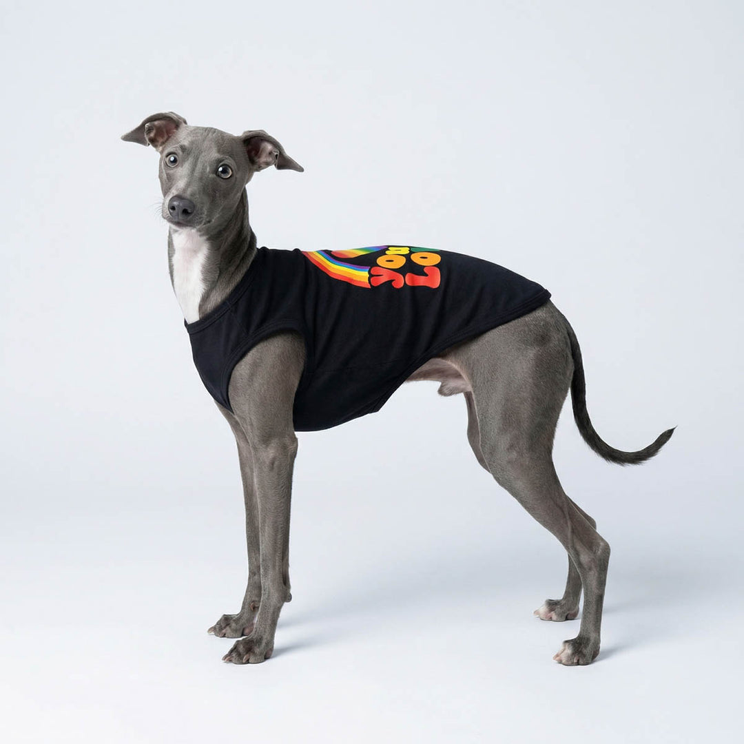 Dog wearing a black shirt for dogs with colorful design on a white background