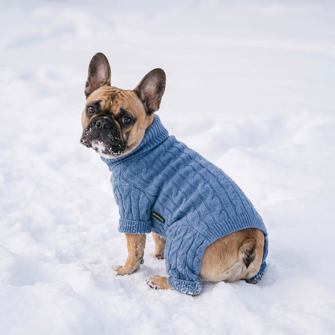 Small tan French Bulldog wearing a blue cable-knit pajamas for dogs, sitting in the snow