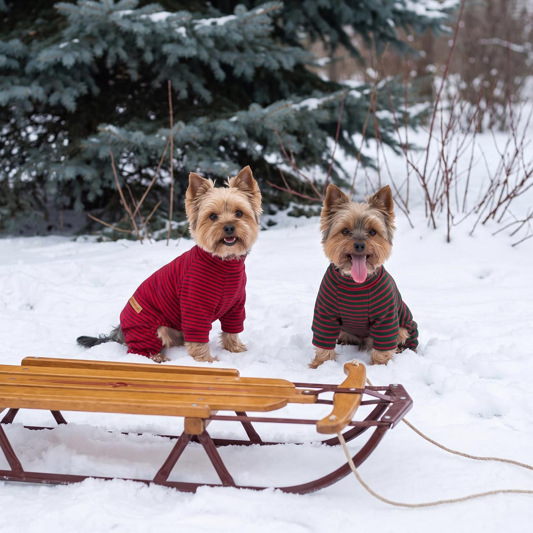 Yorkie sitting on the snow with cozy 2 pack striped dog pjs