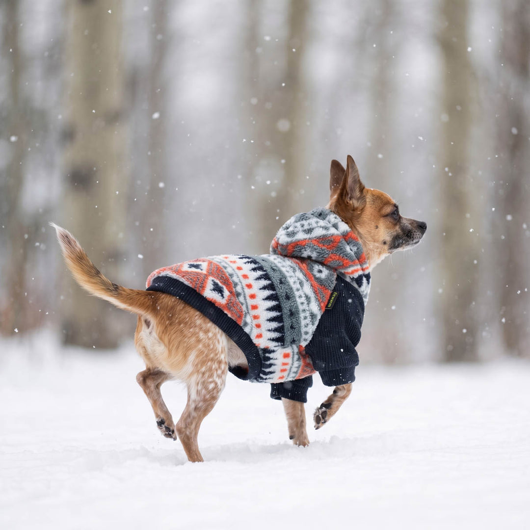 Small dog walking in the snow with a fleece dog sweatshirt