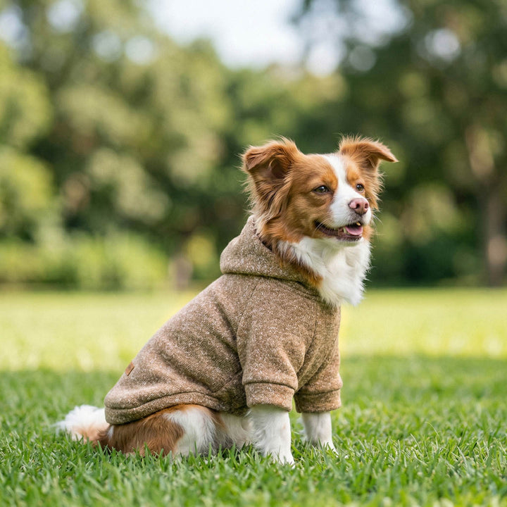 Brown and white dog wearing a cozy brown heathered knit dog hoodie sits on a green grassy lawn with a blurred park background