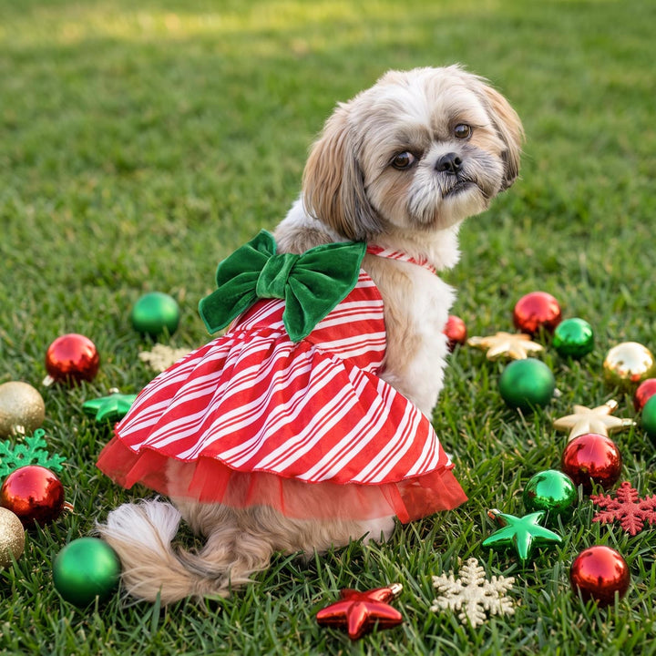Shih Tzu looks back in a red and white dog tulle dress with green bow