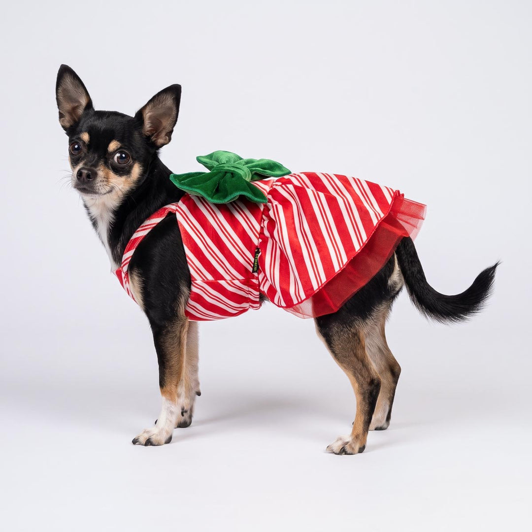 Chihuahua wearing a candy cane striped dog tutu on a white background