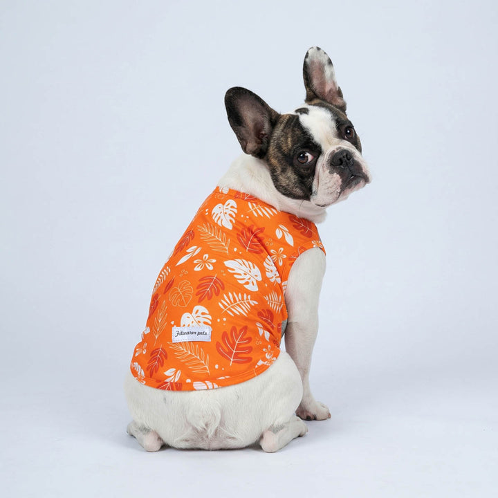 French Bulldog in a summer UPF50+ sun protection dog uv shirt