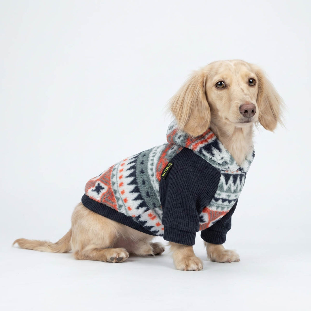 Dachshund wearing a fleece hoodie for dogs in a white background