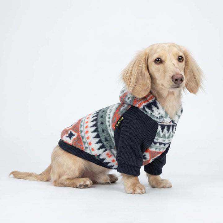 Dachshund wearing a fleece hoodie for dogs in a white background