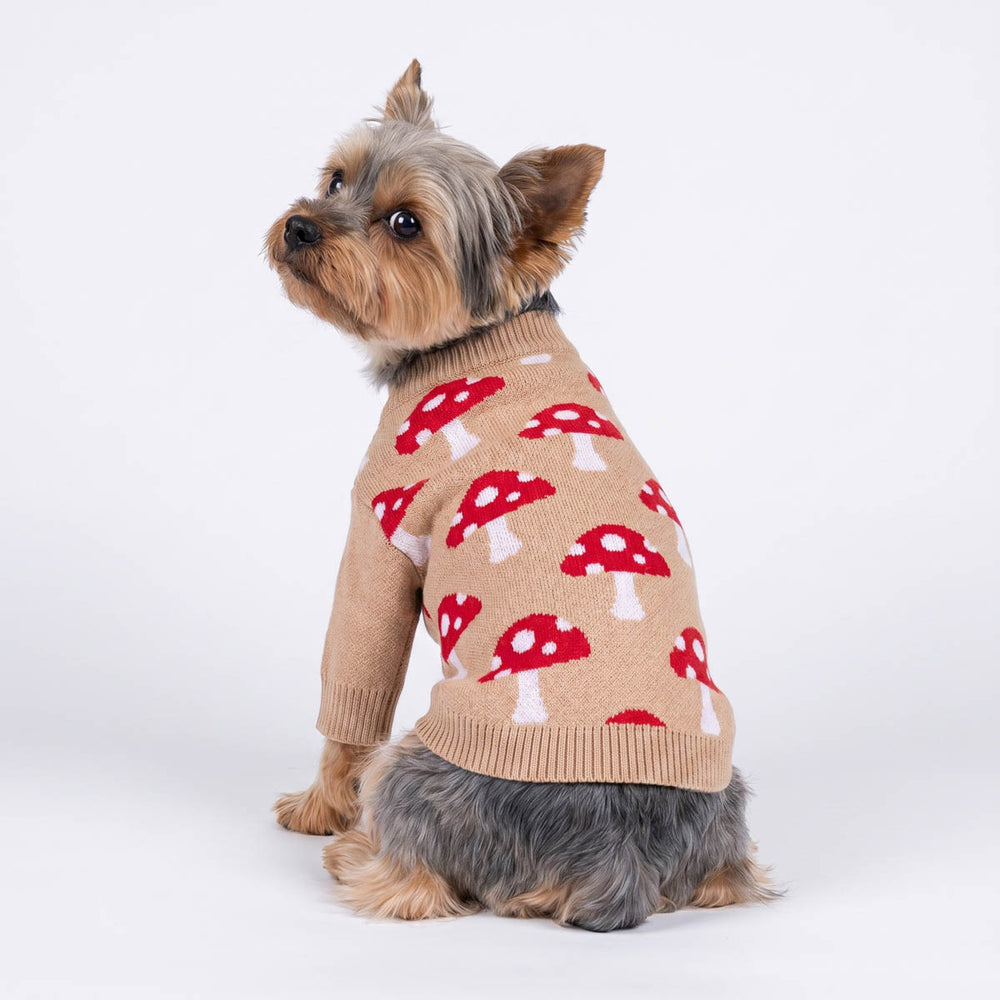Small dog wearing a beige dog knit sweater with a red and white mushroom pattern, photographed against a clean white studio background