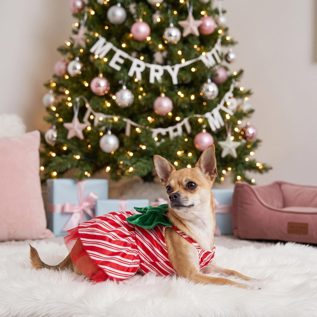 Chihuahua lying on a room with gift boxes and Christmas tree in background and wearing a dog Christmas dress with stripes and bow
