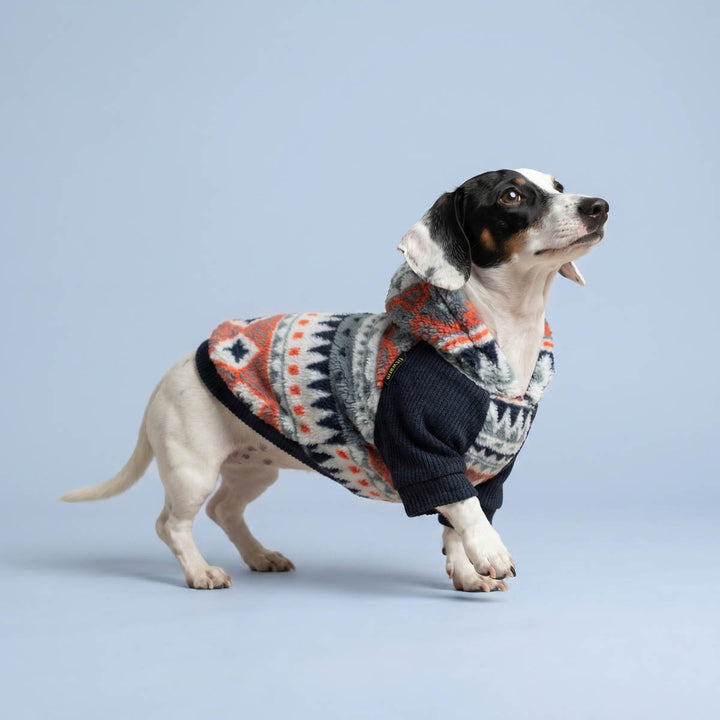 Dog wearing a colorful dog hoodie on a light blue background