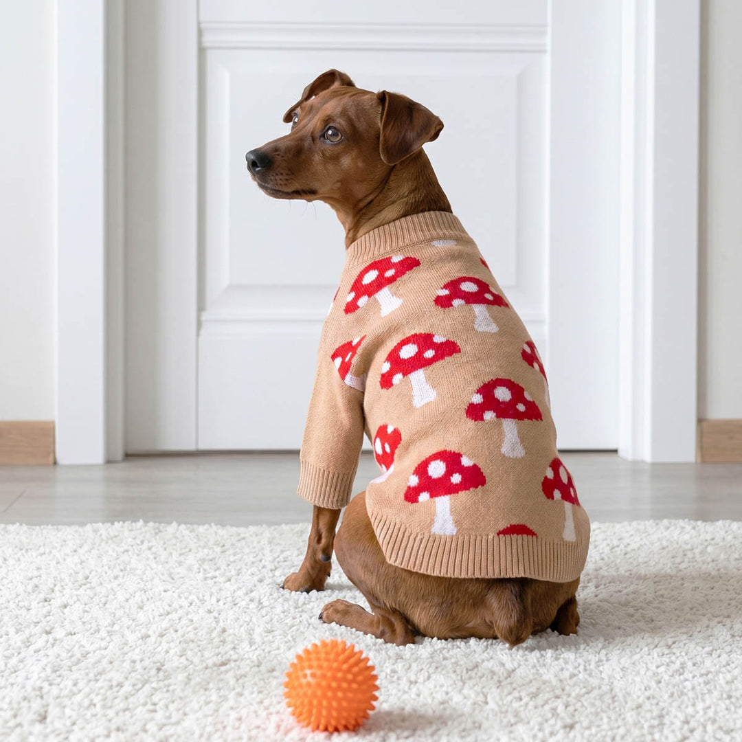 Small brown dog sits on a white rug wearing a beige dog knitted sweater with a red and white mushroom print