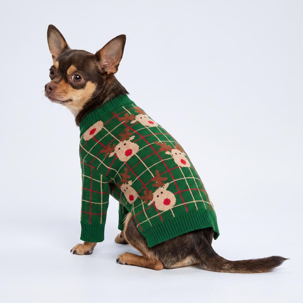 Chihuahua wearing a plaid dog Christmas swetaer with funny reindeer prints