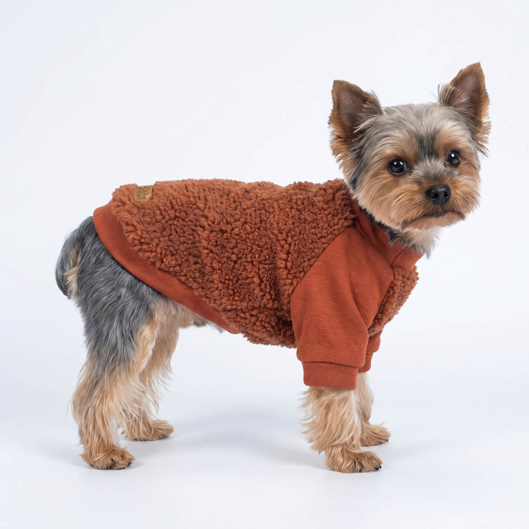Cozy winter dog fleece sweater on a small Yorkie