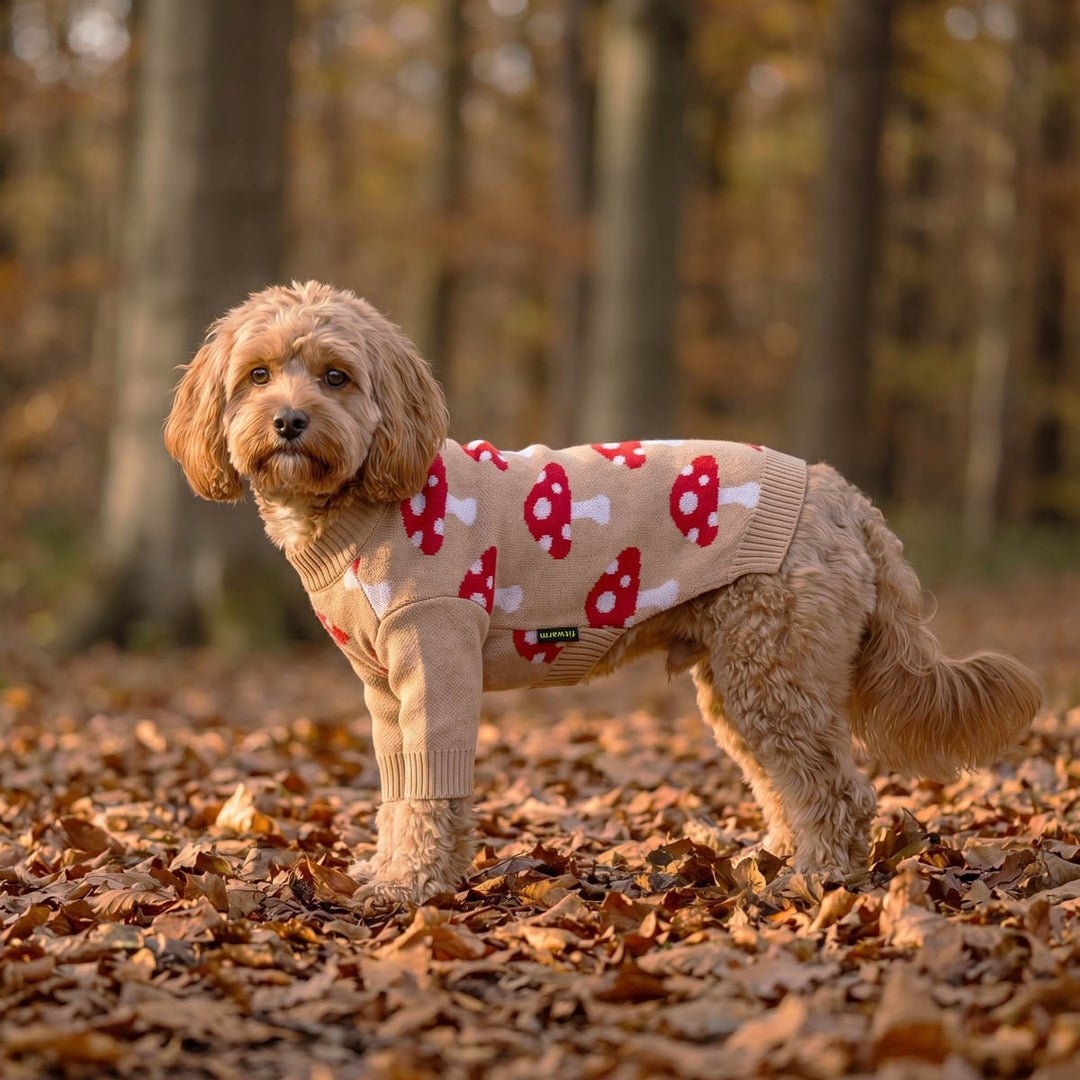 Small tan dog standing on a leaf-covered forest floor wearing a beige dog sweaters with red and white mushroom prints