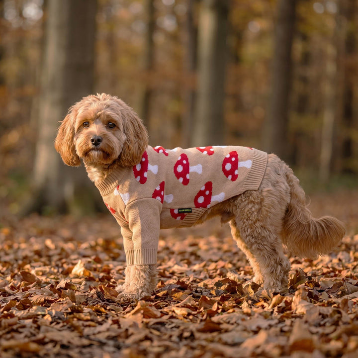 Small tan dog standing on a leaf-covered forest floor wearing a beige dog sweaters with red and white mushroom prints
