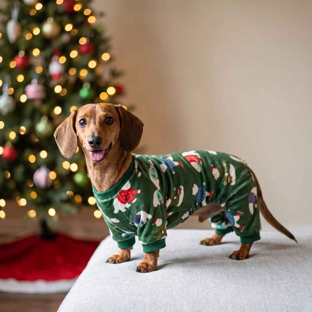 Dachshund standing on the couch with a cozy dog Christmas onesie