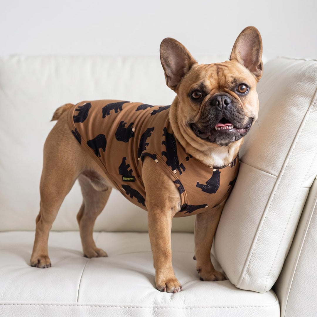 Fawn French Bulldog standing on a white leather sofa, wearing a tan dog shirt with black bear prints