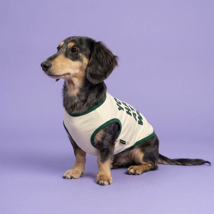 Long haired Dachshund wearing a summer dog tank top on a purple background