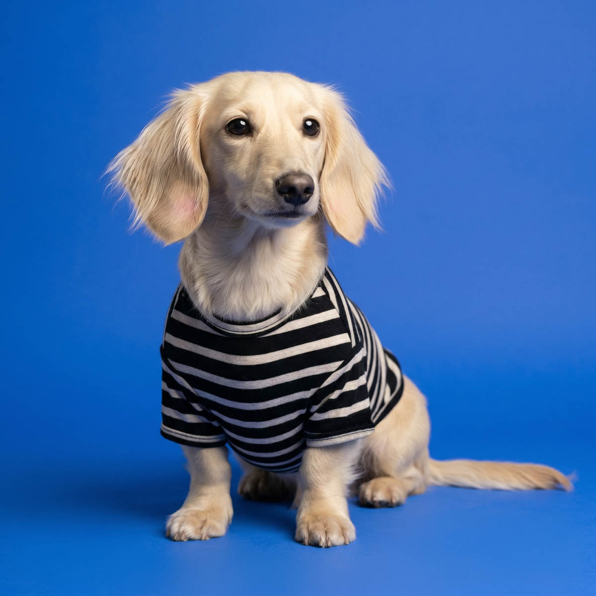 Small Dog Striped Shirts 3-Pack | Color Block Pet Apparel – Fitwarm