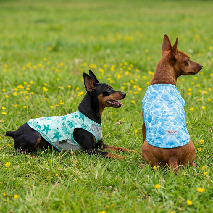 Two dogs wearing blue UPF50+ dog UV   shirts sitting on a grassy field with yellow flowers