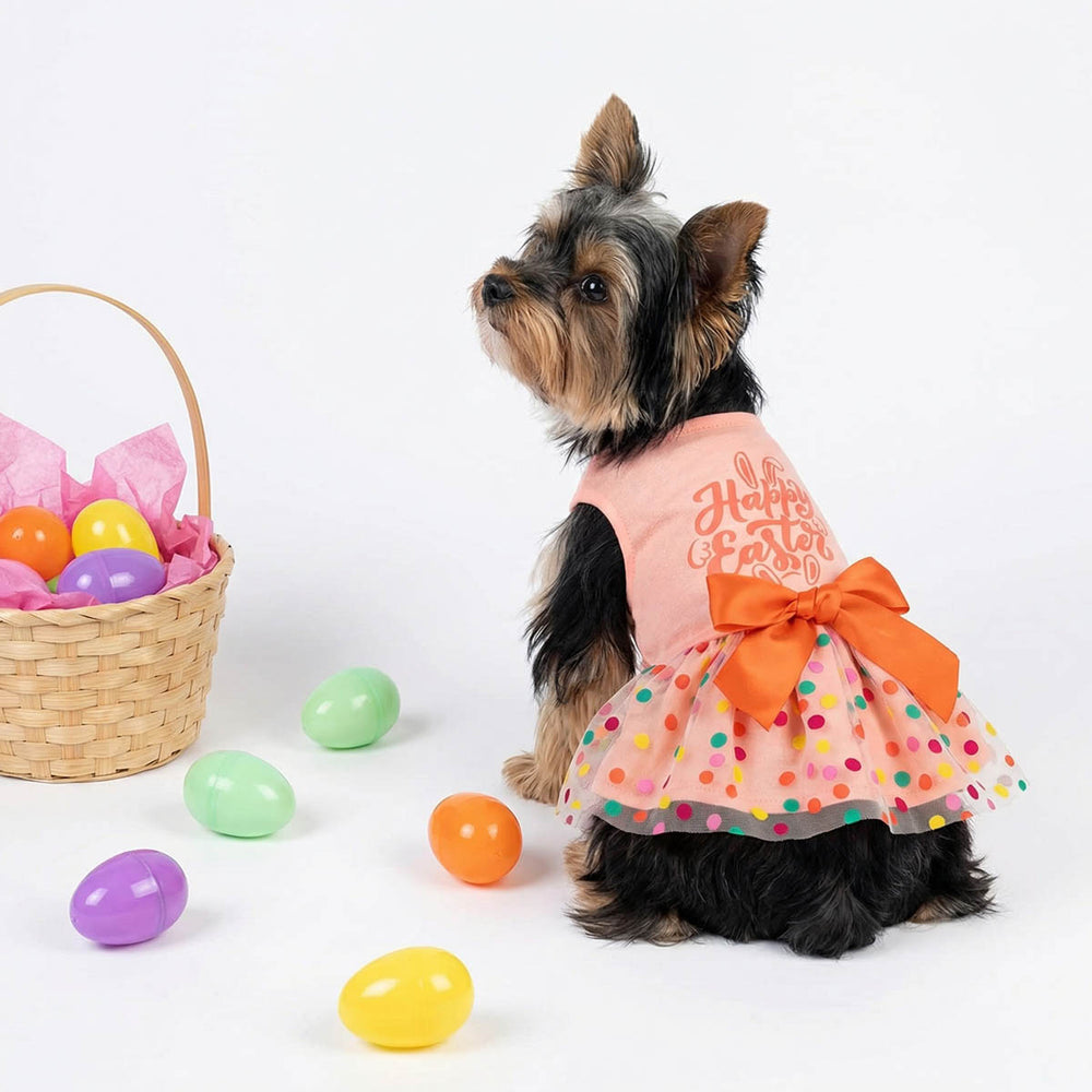 Yorkie wearing a Easter dress  for dogs with Easter eggs and a basket on a white background
