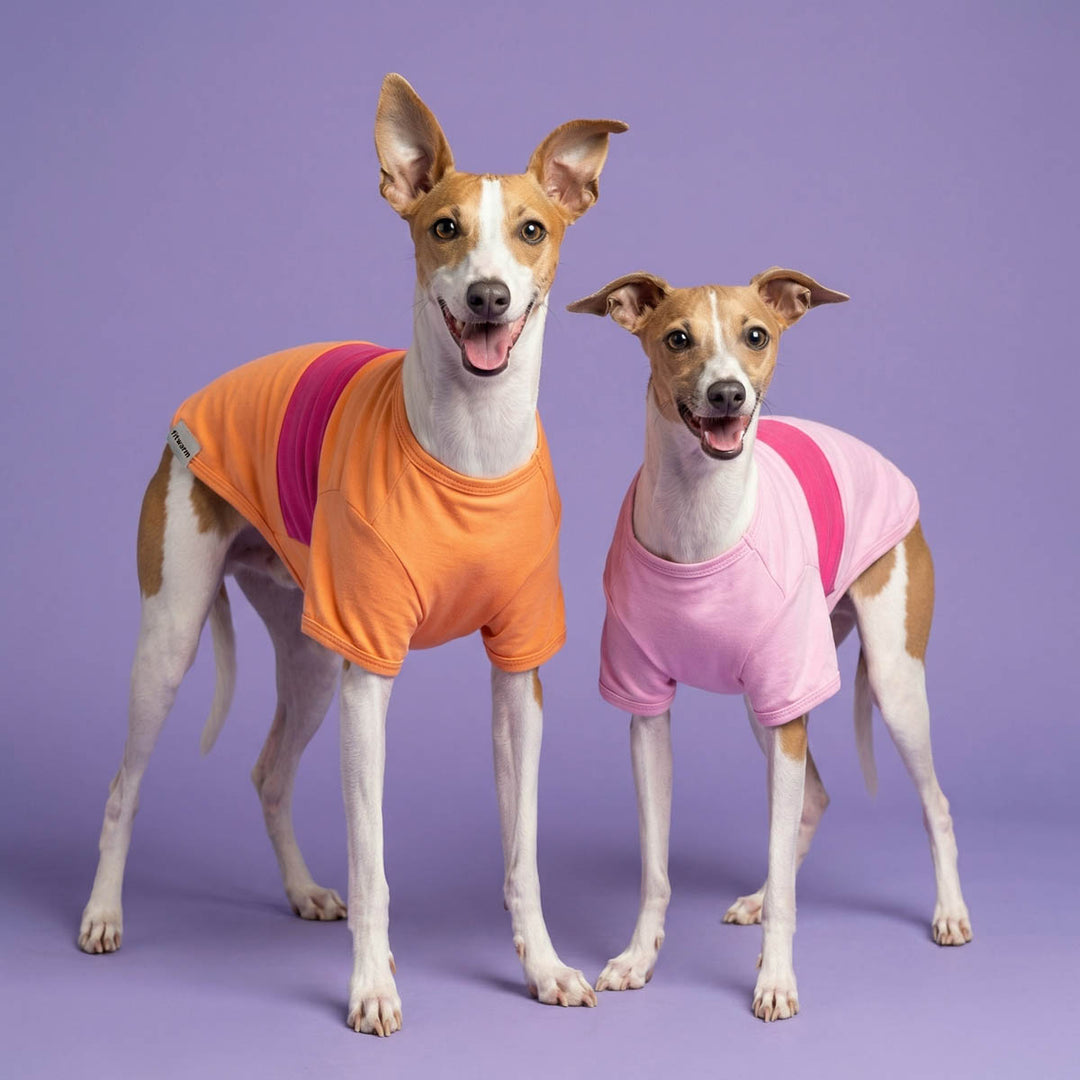 Two dogs wearing colorful dog t-shirts on a purple background