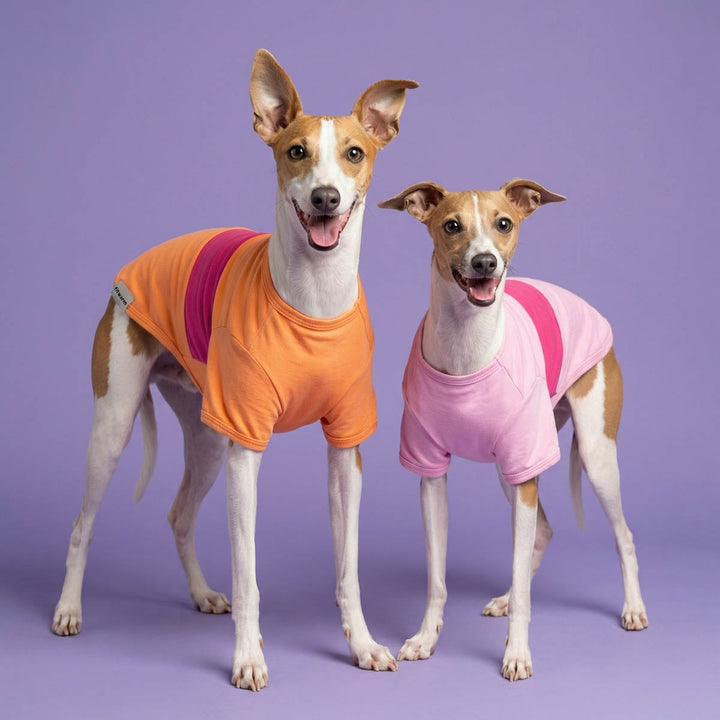 Two dogs wearing colorful dog t-shirts on a purple background